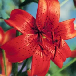 Menu Summer Lily Collection -US Garden Plants Sales 2024 77313 red tiger lily 5