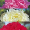 Menu Peony Collection -US Garden Plants Sales 2024 77314 peony collection