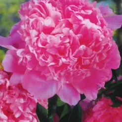 Menu Peony Collection -US Garden Plants Sales 2024 77314 peony collection 3