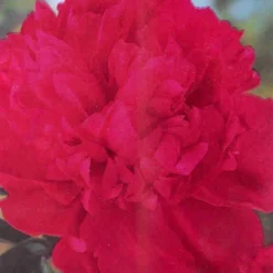 Menu Peony Collection -US Garden Plants Sales 2024 77314 peony collection 4