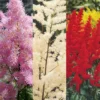 Menu Astilbe Collection 2 Menu Astilbe Collection -US Garden Plants Sales 2024 77315 astilbe collection