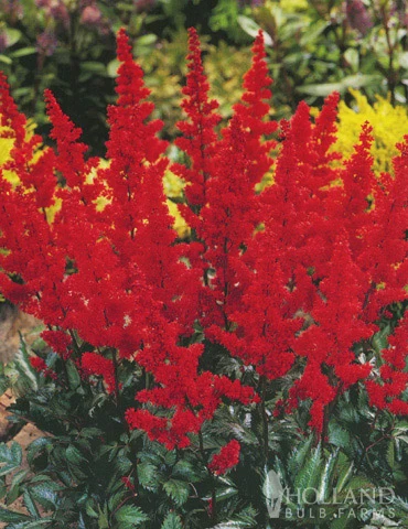 Menu Astilbe Collection 4 Menu Astilbe Collection - Image 2