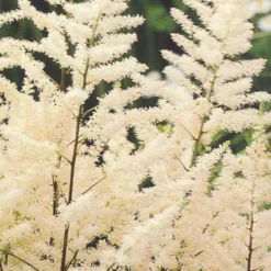 Menu Astilbe Collection 15 Menu Astilbe Collection -US Garden Plants Sales 2024 77315 astilbe collection 3