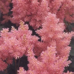 Menu Astilbe Collection 16 Menu Astilbe Collection -US Garden Plants Sales 2024 77315 astilbe collection 4