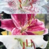Menu White Stargazer Lily Collection 1 Menu White Stargazer Lily Collection -US Garden Plants Sales 2024 77318 white stargazer lily collection