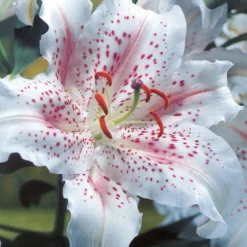 Menu White Stargazer Lily Collection 20 Menu White Stargazer Lily Collection -US Garden Plants Sales 2024 77318 white stargazer lily collection 3