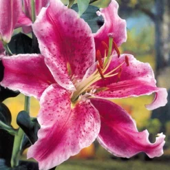 Menu White Stargazer Lily Collection 21 Menu White Stargazer Lily Collection -US Garden Plants Sales 2024 77318 white stargazer lily collection 4