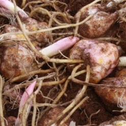 Menu White Stargazer Lily Collection 22 Menu White Stargazer Lily Collection -US Garden Plants Sales 2024 77318 white stargazer lily collection 5