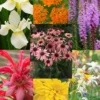 Menu Perennial Butterfly Garden Collection -US Garden Plants Sales 2024 77330 perennial butterfly garden collection