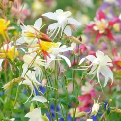 Menu Perennial Butterfly Garden Collection -US Garden Plants Sales 2024 77330 perennial butterfly garden collection 2