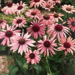 Menu Perennial Butterfly Garden Collection -US Garden Plants Sales 2024 77330 perennial butterfly garden collection 4