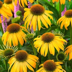 Menu Perennial Butterfly Garden Collection -US Garden Plants Sales 2024 77330 perennial butterfly garden collection 5