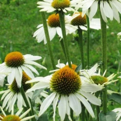 Menu Perennial Butterfly Garden Collection -US Garden Plants Sales 2024 77330 perennial butterfly garden collection 6