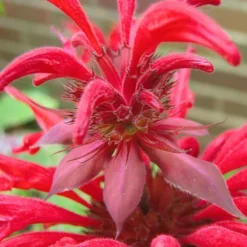 Menu Perennial Butterfly Garden Collection -US Garden Plants Sales 2024 77330 perennial butterfly garden collection 8