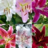 Menu Jumbo Fragrant Lily Collection 2 Menu Jumbo Fragrant Lily Collection -US Garden Plants Sales 2024 77331 jumbo fragrant lily collection