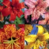 Menu Tiger Lily Collection -US Garden Plants Sales 2024 77333 tiger lily collection