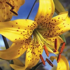 Menu Tiger Lily Collection -US Garden Plants Sales 2024 77333 tiger lily collection 3