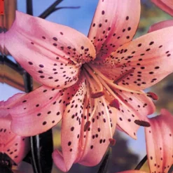 Menu Tiger Lily Collection -US Garden Plants Sales 2024 77333 tiger lily collection 4