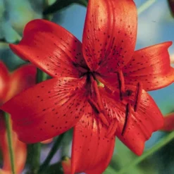 Menu Tiger Lily Collection -US Garden Plants Sales 2024 77333 tiger lily collection 5