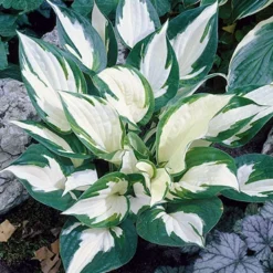 Menu Fire And Ice Hosta -US Garden Plants Sales 2024 77347 fire and ice hosta 2