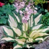 Menu Fire And Ice Hosta -US Garden Plants Sales 2024 77347 fire and ice hosta 5