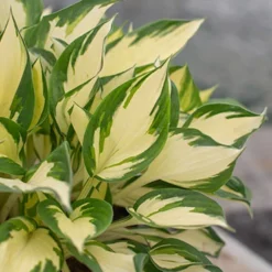 Menu Fire And Ice Hosta -US Garden Plants Sales 2024 77347 fire and ice hosta 6
