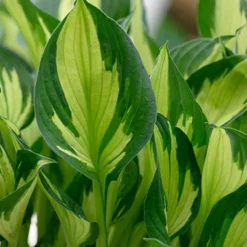 Menu Fire And Ice Hosta -US Garden Plants Sales 2024 77347 fire and ice hosta 7