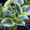 Menu First Frost Hosta -US Garden Plants Sales 2024 77350 first frost hosta