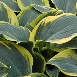 Menu First Frost Hosta -US Garden Plants Sales 2024 77350 first frost hosta 4