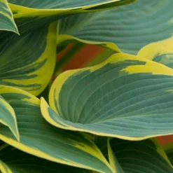 Menu First Frost Hosta -US Garden Plants Sales 2024 77350 first frost hosta 5