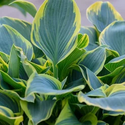 Menu First Frost Hosta -US Garden Plants Sales 2024 77350 first frost hosta 6