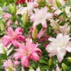 Menu Mixed Double Oriental Lilies -US Garden Plants Sales 2024 77351 double oriental lilies