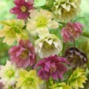 Menu Double Queen Hellebores -US Garden Plants Sales 2024 77356 double queen hellebores