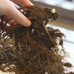 Menu Double Queen Hellebores 6 Menu Double Queen Hellebores -US Garden Plants Sales 2024 77356 double queen hellebores 2