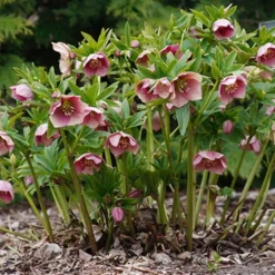 Menu Double Queen Hellebores 7 Menu Double Queen Hellebores -US Garden Plants Sales 2024 77356 double queen hellebores 3