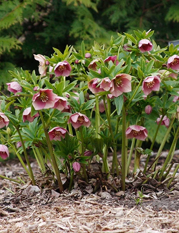Menu Double Queen Hellebores 5 Menu Double Queen Hellebores - Image 3