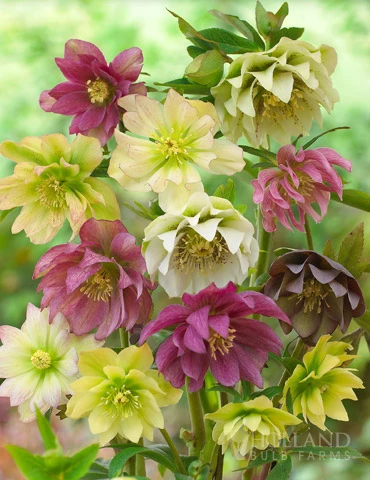 Menu Double Queen Hellebores 3 Menu Double Queen Hellebores