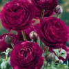 Menu Pauline Violet Ranunculus 2 Menu Pauline Violet Ranunculus -US Garden Plants Sales 2024 77358 pauline violet ranunculus 2