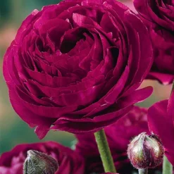 Menu Pauline Violet Ranunculus -US Garden Plants Sales 2024 77358 pauline violet ranunculus