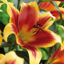 Menu Red Highlights Orienpet Lily Collection 15 Menu Red Highlights Orienpet Lily Collection -US Garden Plants Sales 2024 77360 debby orienpet lily 1