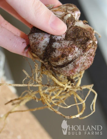 Menu Red Highlights Orienpet Lily Collection 8 Menu Red Highlights Orienpet Lily Collection - Image 6