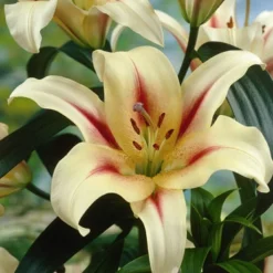 Menu Red Highlights Orienpet Lily Collection 17 Menu Red Highlights Orienpet Lily Collection -US Garden Plants Sales 2024 77361 lavon orienpet lily