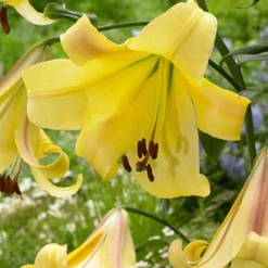 Menu Rising Moon Orienpet Lily