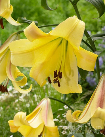 Menu Rising Moon Orienpet Lily 3 Menu Rising Moon Orienpet Lily