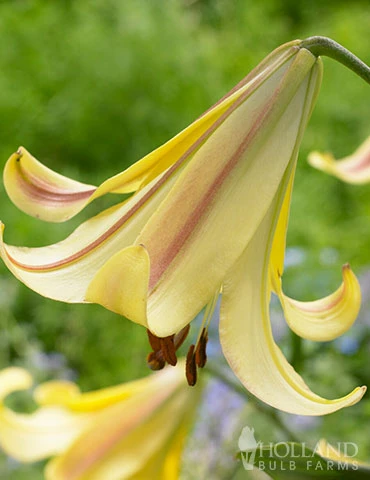 Menu Rising Moon Orienpet Lily 4 Menu Rising Moon Orienpet Lily - Image 2