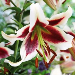 Menu Beverly Dreams Orienpet Lily