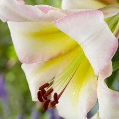 Menu Beijing Moon Orienpet Lily