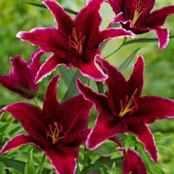 Menu Sumatra Oriental Lily