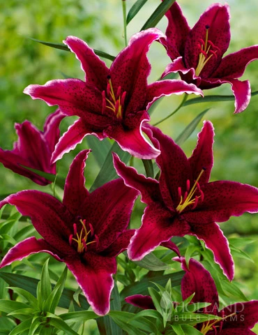 Menu Sumatra Oriental Lily 3 Menu Sumatra Oriental Lily