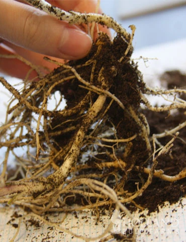 Menu Tall Phlox Collection 10 Menu Tall Phlox Collection - Image 8